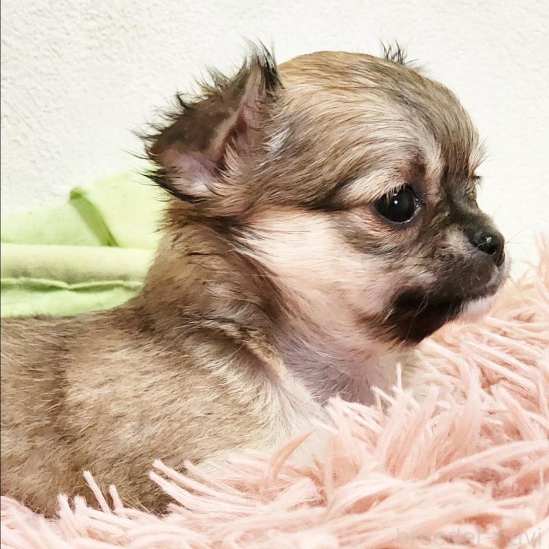 販売中の大阪府のチワワ(ロングコート)-454302の3枚目