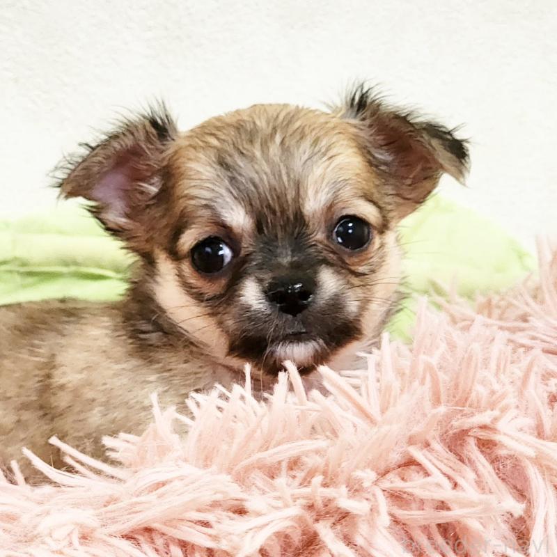 販売中の大阪府のチワワ(ロングコート)-454302の2枚目