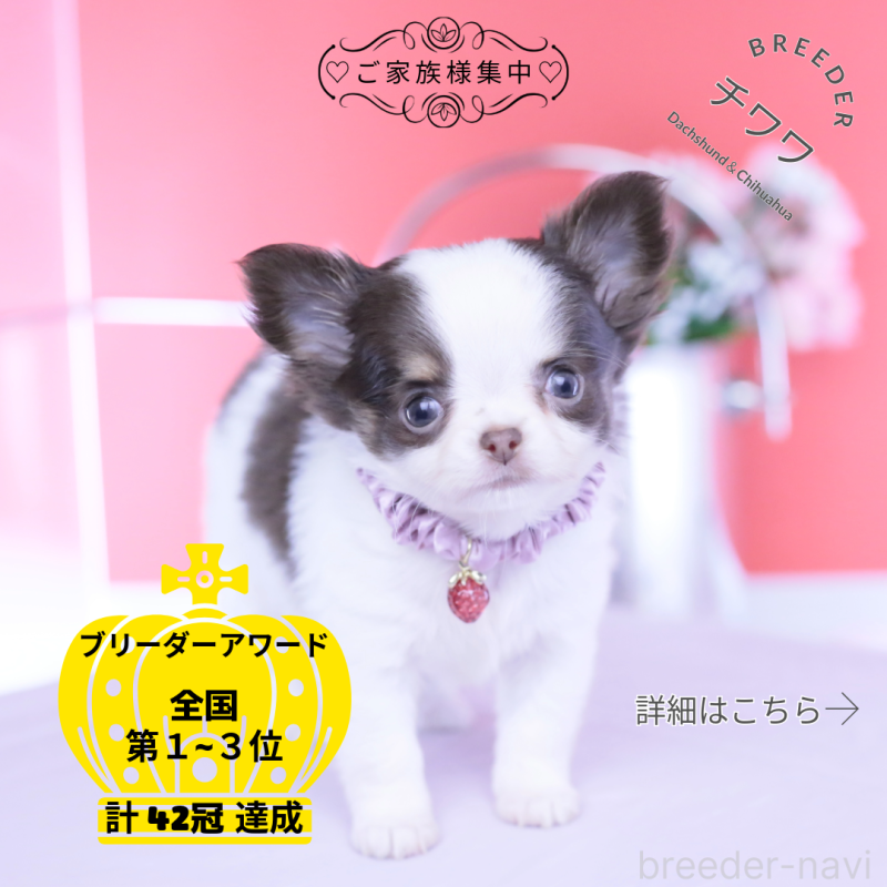 ♀︎チワワ(ロングコート)