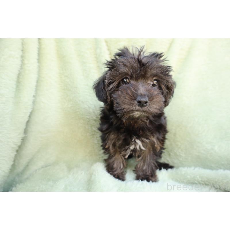 販売中の東京都のヨープー:ヨークシャーテリア×トイプードル-454303の5枚目