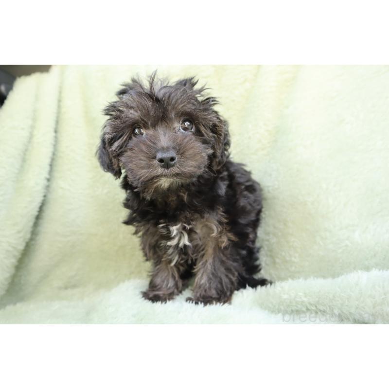 販売中の東京都のヨープー:ヨークシャーテリア×トイプードル-454303の3枚目