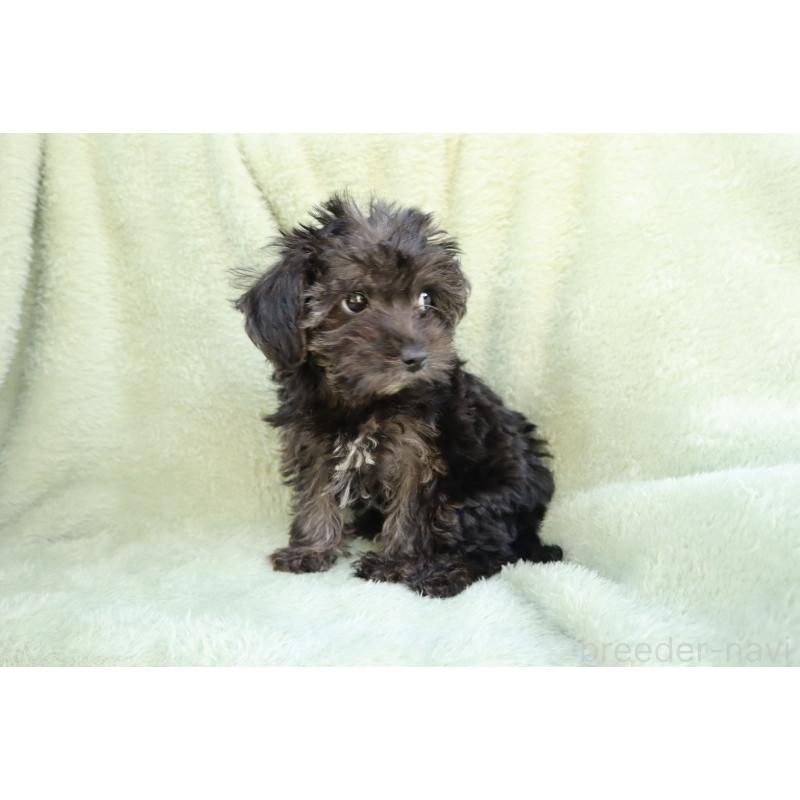 販売中の東京都のヨープー:ヨークシャーテリア×トイプードル-454303の2枚目