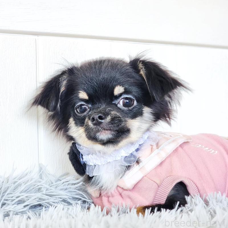 販売中の大阪府のチワワ(ロングコート)-454304の5枚目