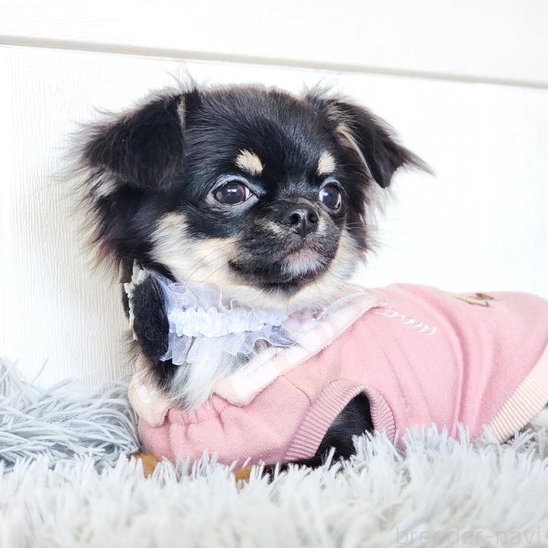 販売中の大阪府のチワワ(ロングコート)-454304の3枚目