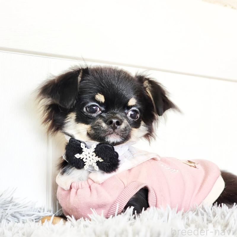 販売中の大阪府のチワワ(ロングコート)-454304の4枚目