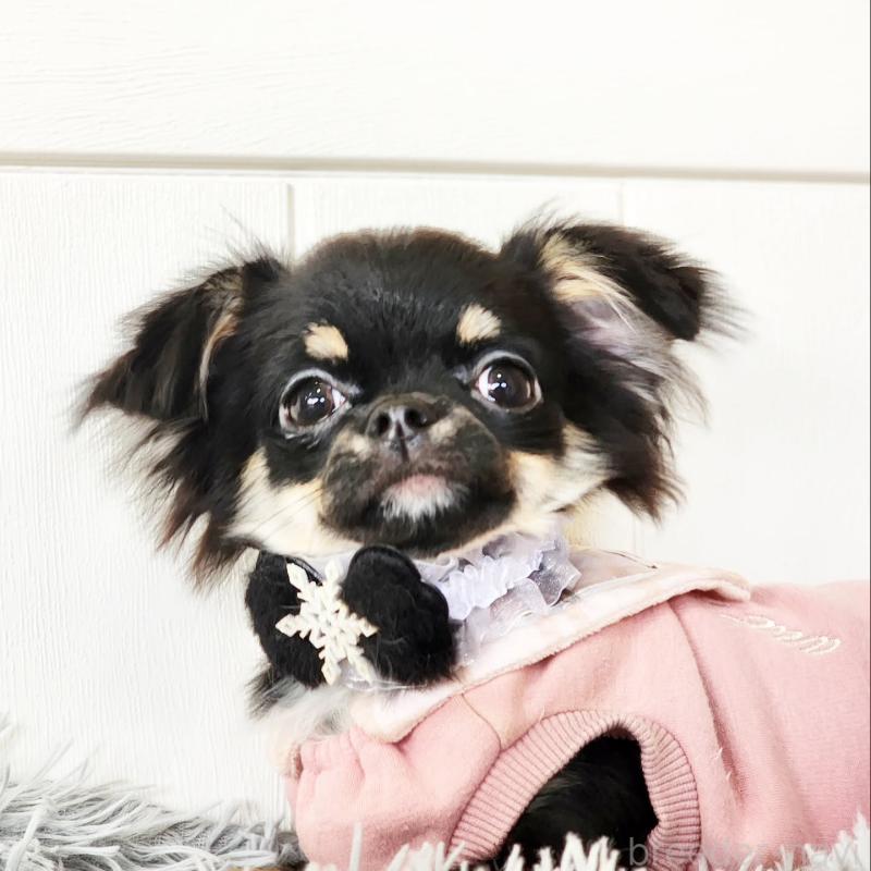 販売中の大阪府のチワワ(ロングコート)-454304の2枚目