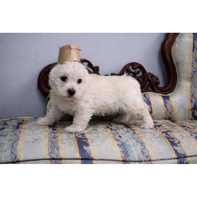 販売中の栃木県のウエストハイランドホワイトテリア(ウエスティ)-451626の5枚目