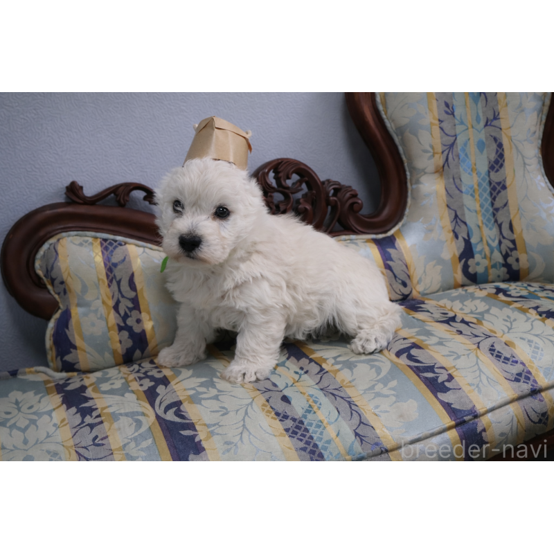 販売中の栃木県のウエストハイランドホワイトテリア(ウエスティ)-451626の4枚目