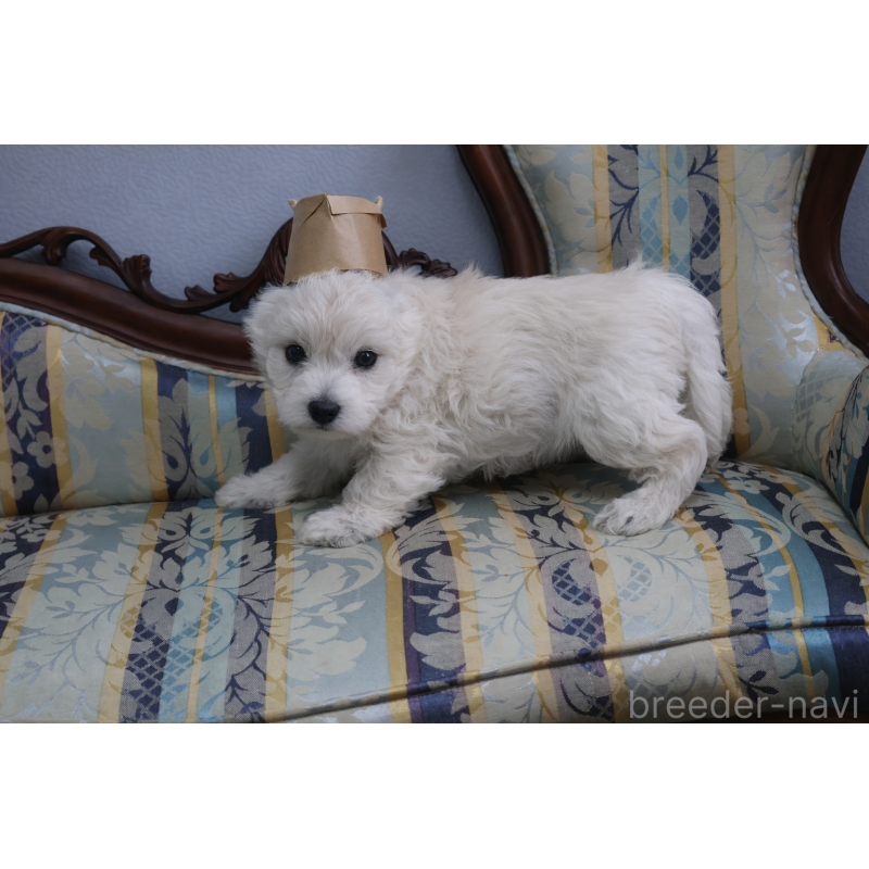 販売中の栃木県のウエストハイランドホワイトテリア(ウエスティ)-451626の3枚目