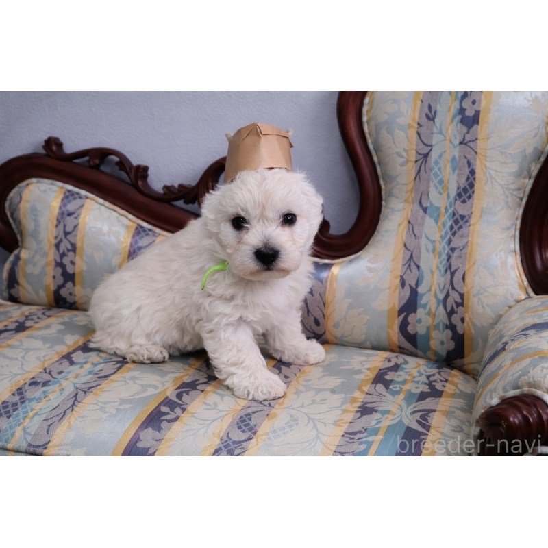 販売中の栃木県のウエストハイランドホワイトテリア(ウエスティ)-451626の2枚目