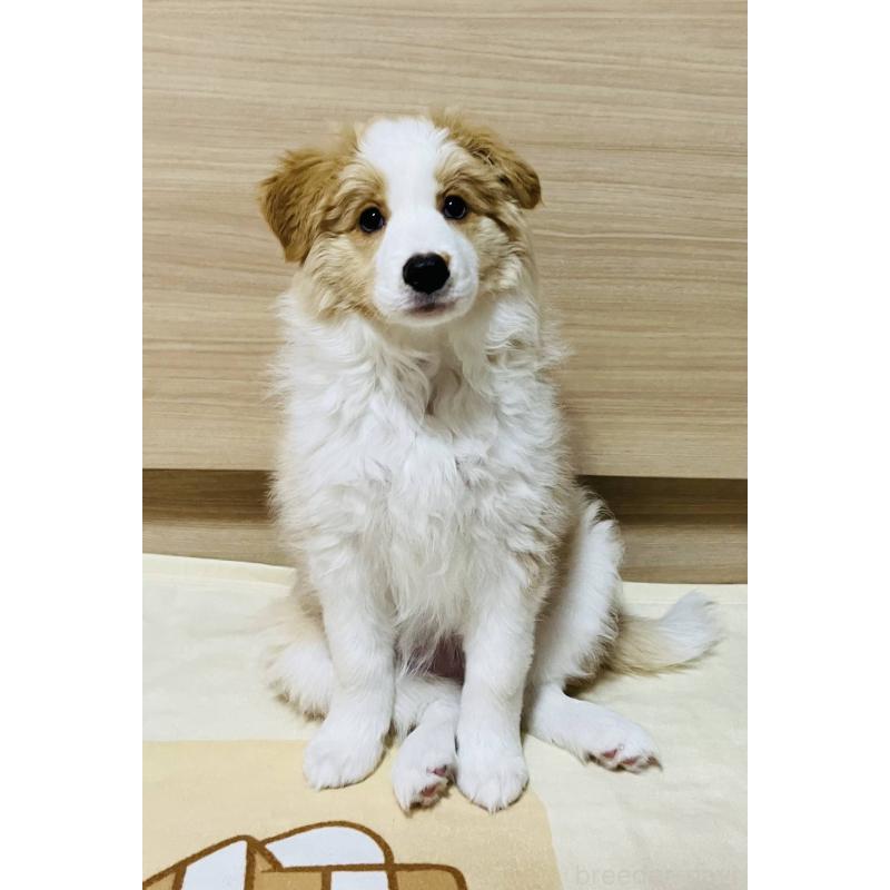 販売中の岐阜県のボーダーコリー-454305の14枚目