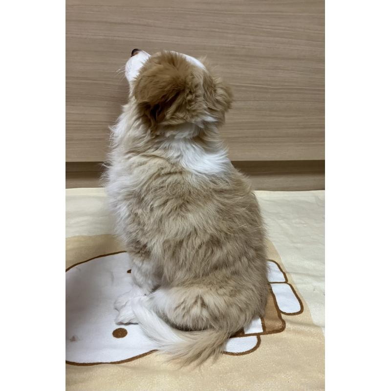 販売中の岐阜県のボーダーコリー-454305の12枚目