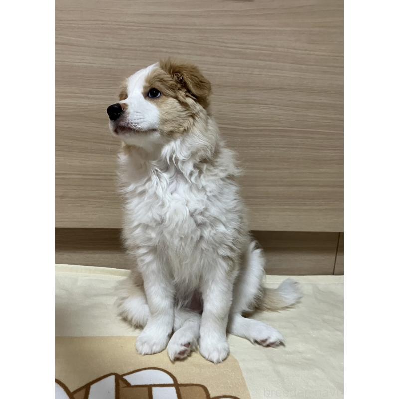 販売中の岐阜県のボーダーコリー-454305の11枚目