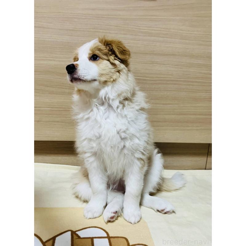 販売中の岐阜県のボーダーコリー-454305の10枚目