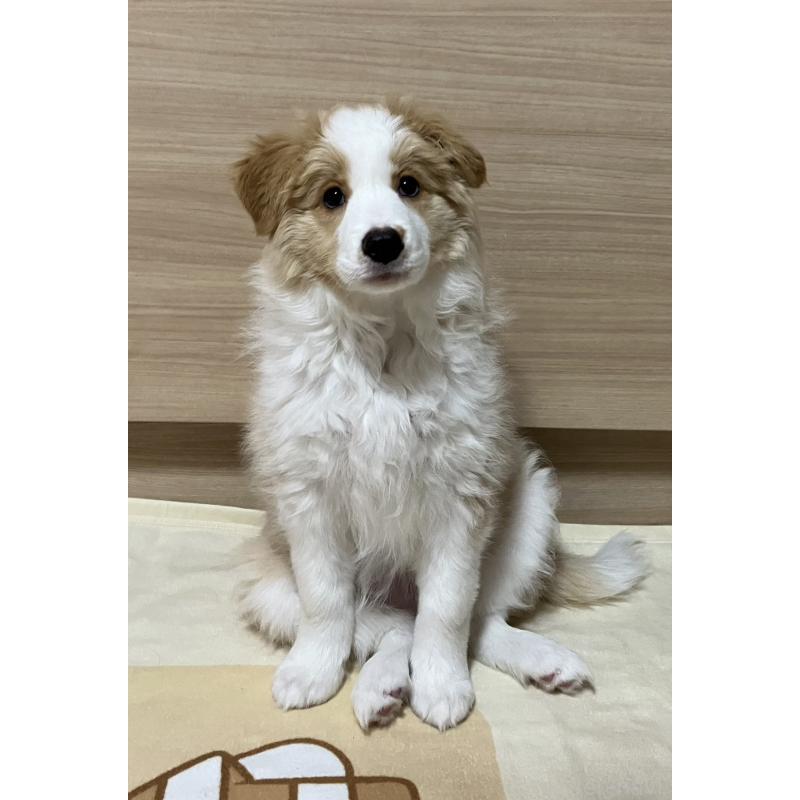 販売中の岐阜県のボーダーコリー-454305の8枚目