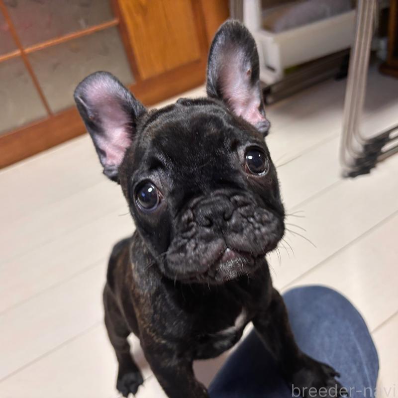 販売中の三重県のフレンチブルドッグ-437160