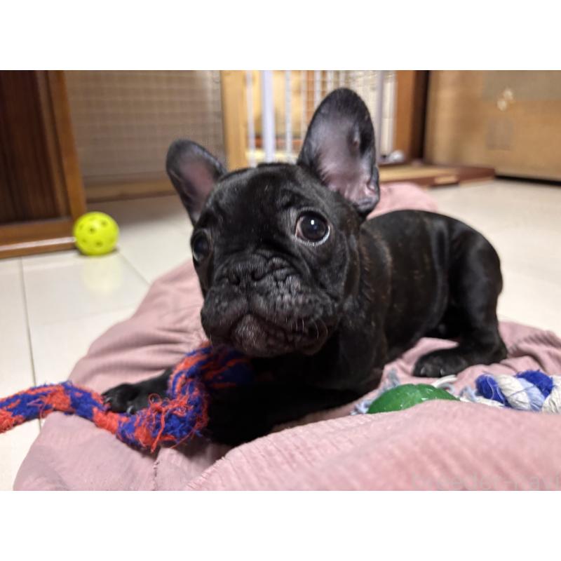 販売中の三重県のフレンチブルドッグ-437160