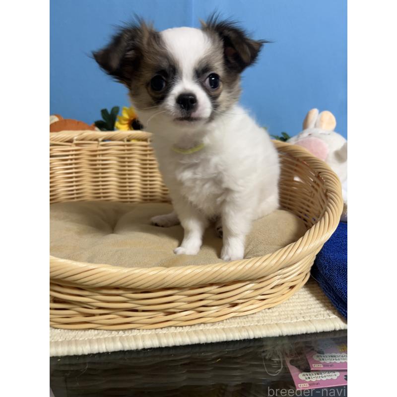 販売中の福岡県のチワワ(ロングコート)-445733の8枚目