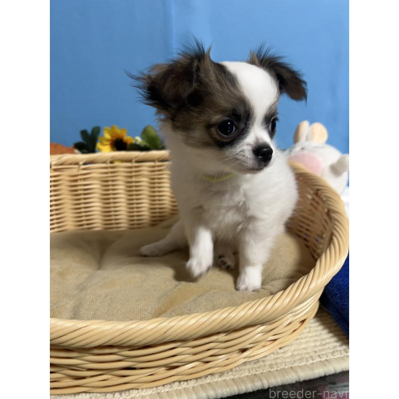 販売中の福岡県のチワワ(ロングコート)-445733の7枚目