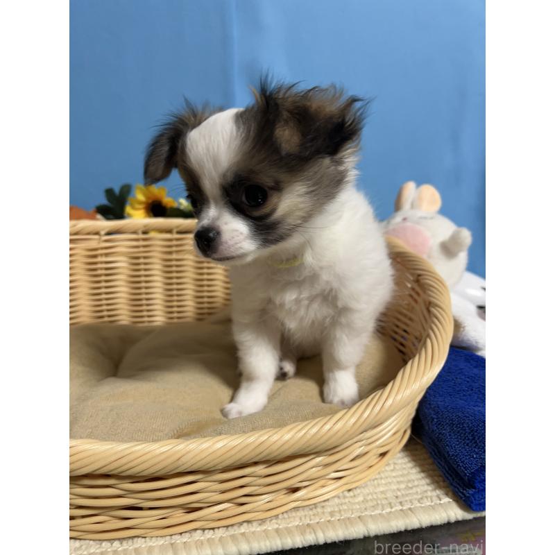 販売中の福岡県のチワワ(ロングコート)-445733の6枚目