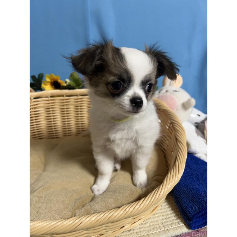 販売中の福岡県のチワワ(ロングコート)-445733の4枚目