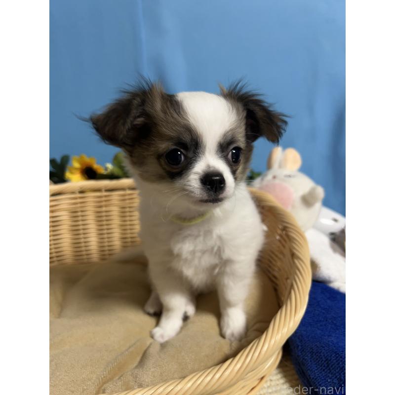 販売中の福岡県のチワワ(ロングコート)-445733の3枚目