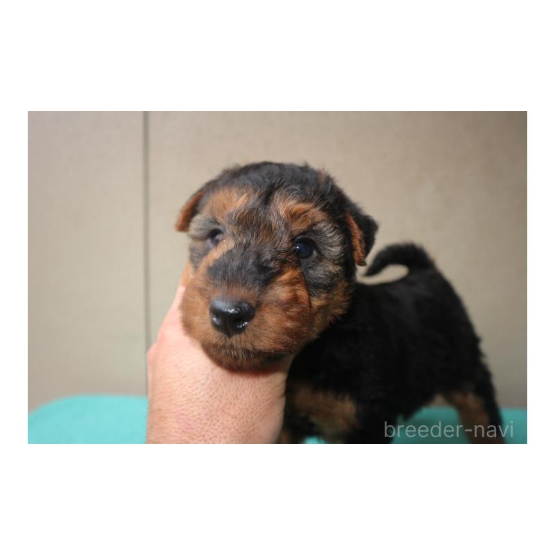 販売中の千葉県のウェルシュテリア-449140