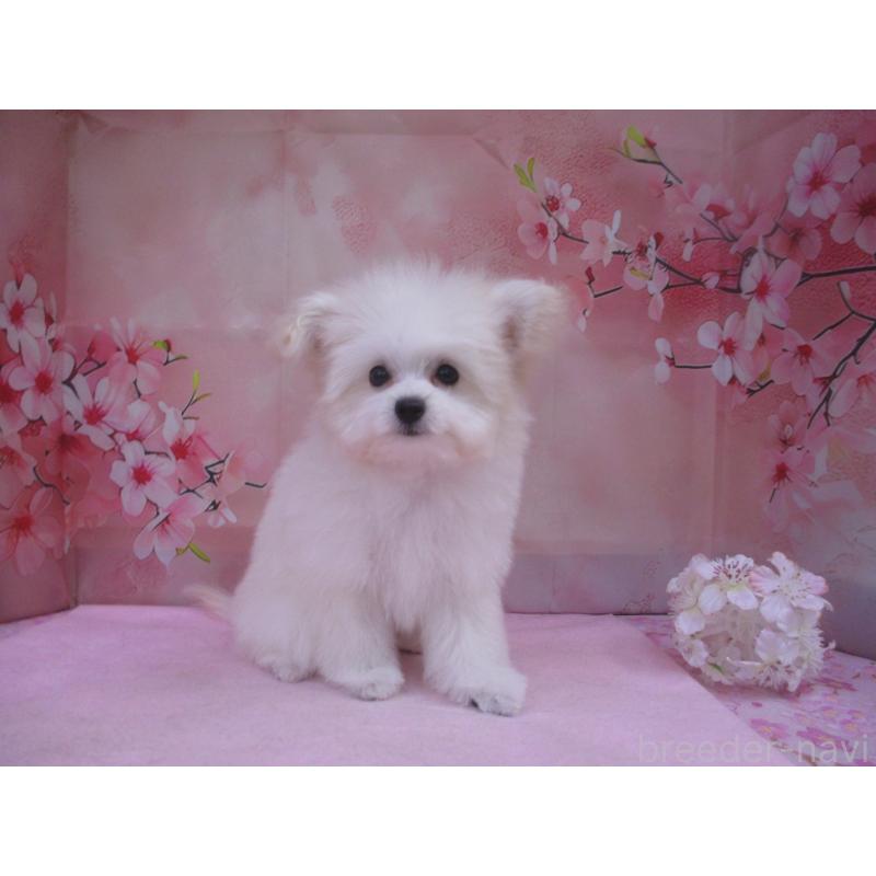 販売中の鳥取県のポメプー:ポメラニアン×トイプードル-446770の2枚目