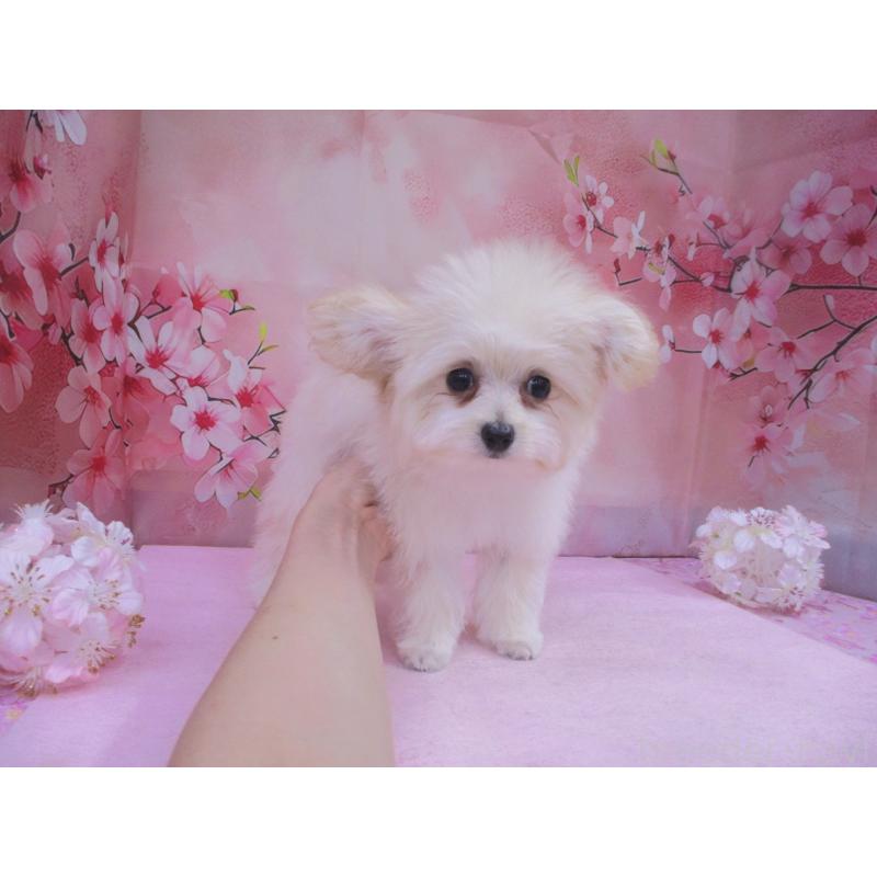 販売中の鳥取県のポメプー:ポメラニアン×トイプードル-446769の2枚目