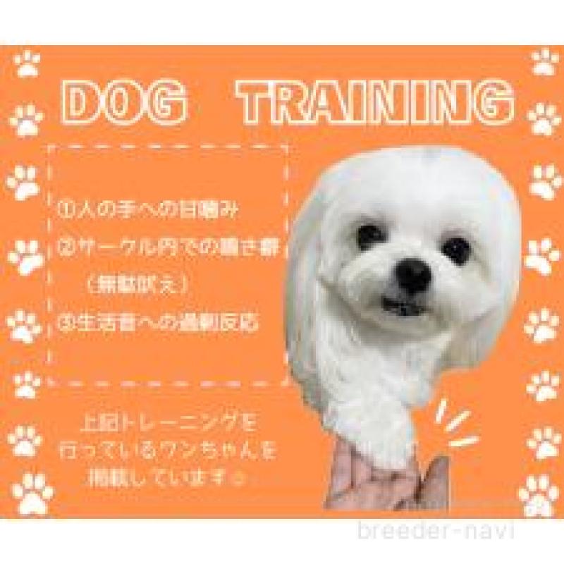 販売中の静岡県のポメラニアン-454306の2枚目