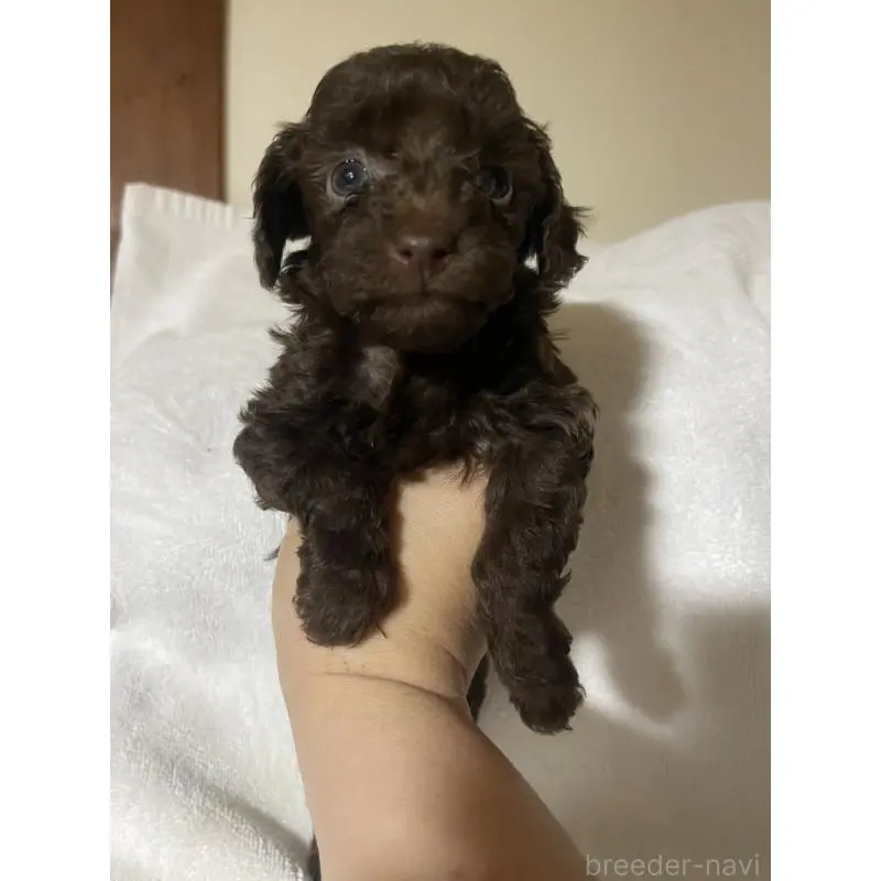 販売中の熊本県のトイプードル-454314の3枚目