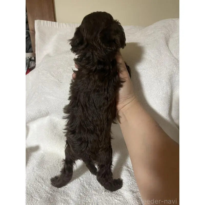 販売中の熊本県のトイプードル-454314の2枚目