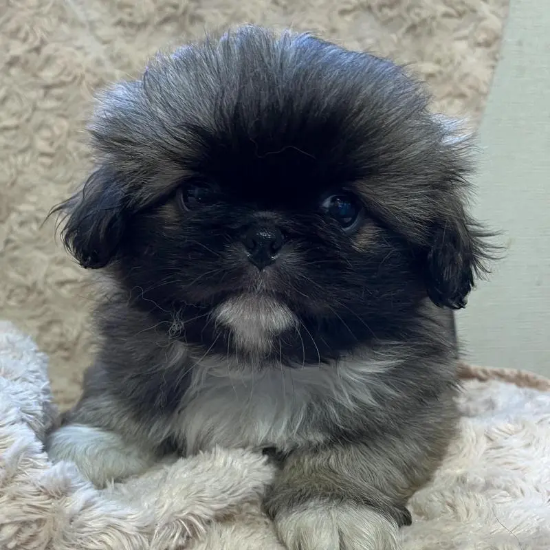 販売中の青森県のアーフェンピンシャー-454307の3枚目