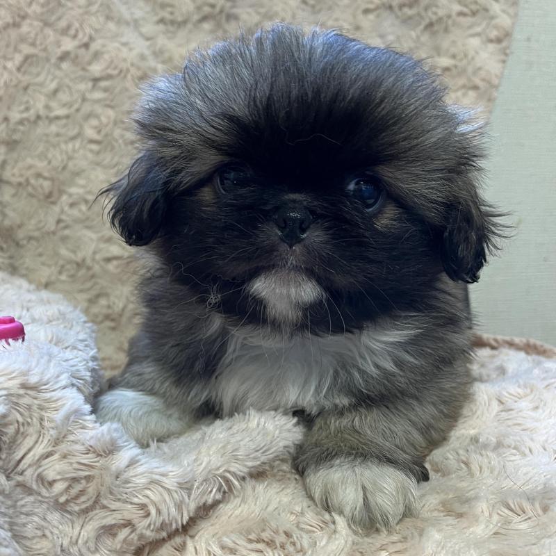 販売中の青森県のアーフェンピンシャー-454307の2枚目