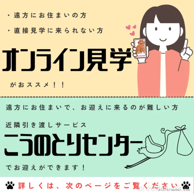 販売中の静岡県のトイプードル-454312の4枚目