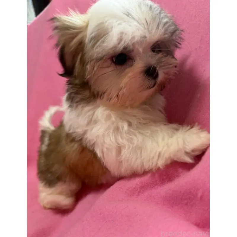 販売中の茨城県のマルシーズー:マルチーズ×シーズー-454313の6枚目