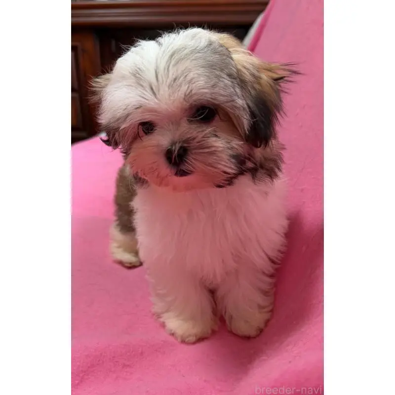 販売中の茨城県のマルシーズー:マルチーズ×シーズー-454313の5枚目