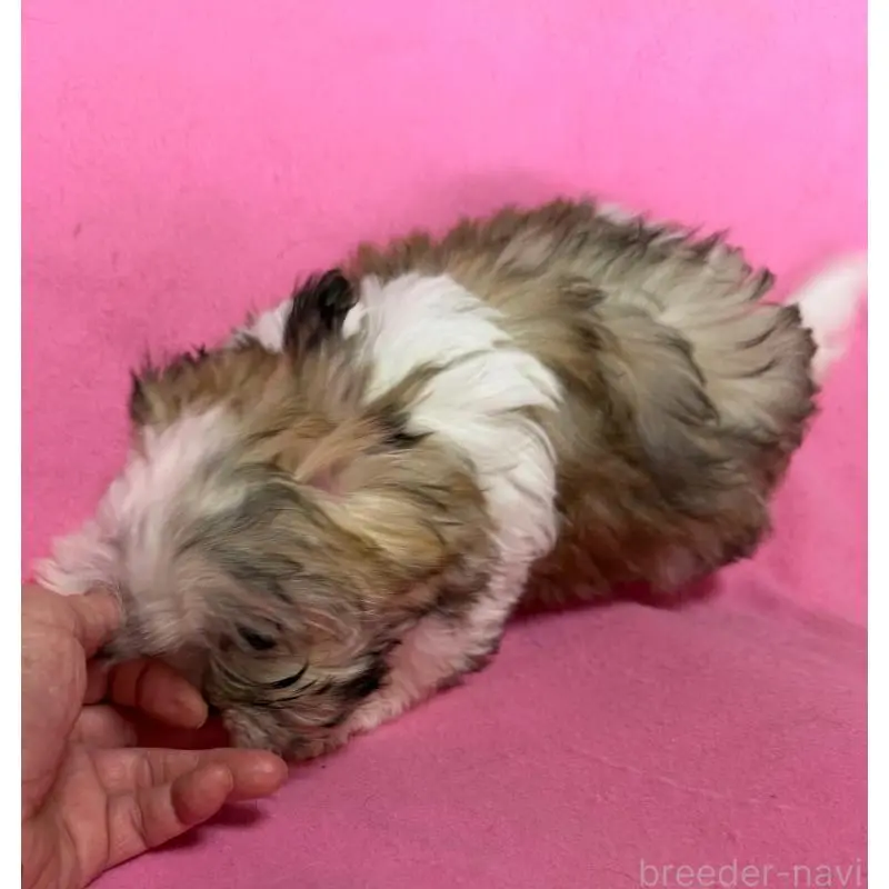 販売中の茨城県のマルシーズー:マルチーズ×シーズー-454313の4枚目