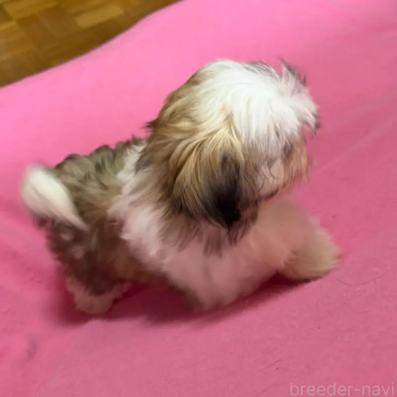 販売中の茨城県のマルシーズー:マルチーズ×シーズー-454313の3枚目