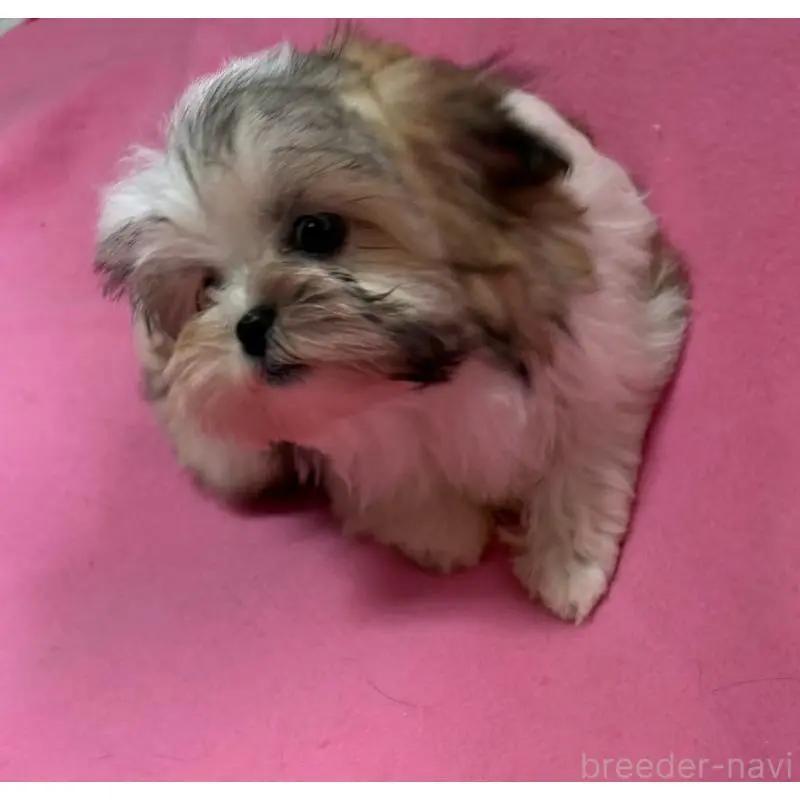 販売中の茨城県のマルシーズー:マルチーズ×シーズー-454313の2枚目