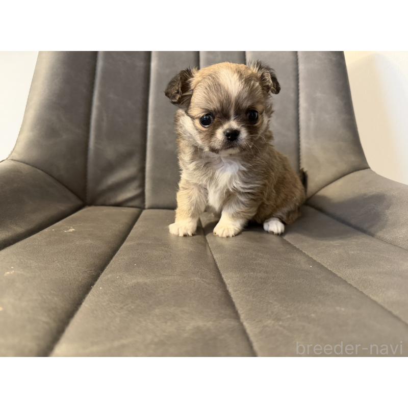 販売中の愛知県のチワワ(ロングコート)-454316の8枚目