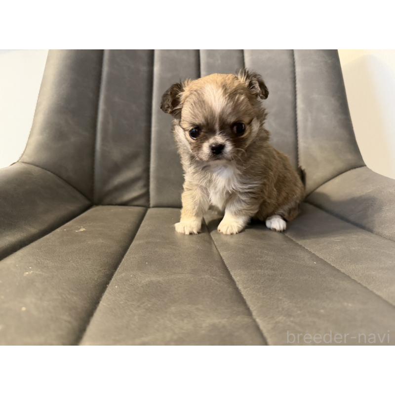 販売中の愛知県のチワワ(ロングコート)-454316の7枚目