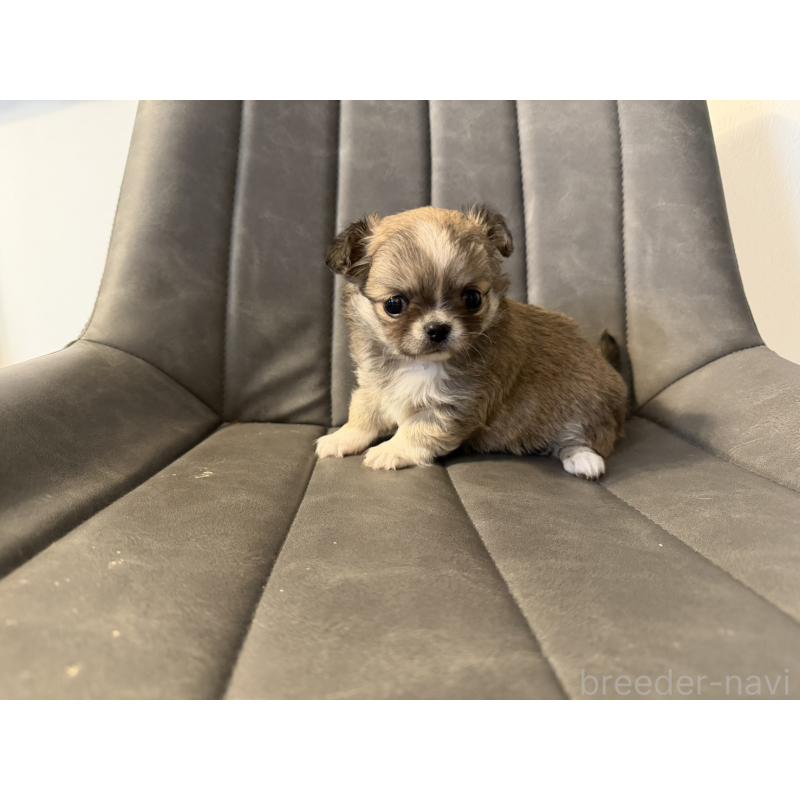 販売中の愛知県のチワワ(ロングコート)-454316の5枚目