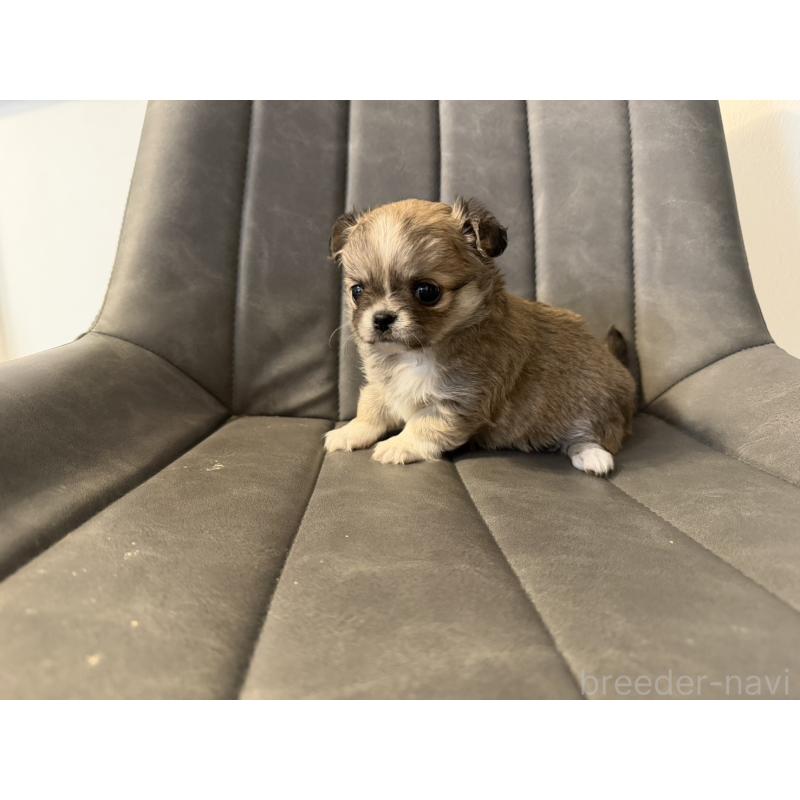 販売中の愛知県のチワワ(ロングコート)-454316の4枚目