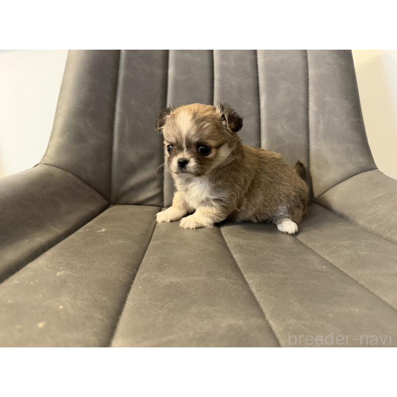 販売中の愛知県のチワワ(ロングコート)-454316の3枚目