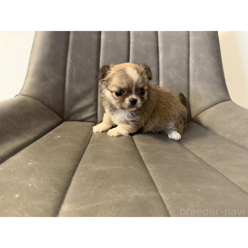 販売中の愛知県のチワワ(ロングコート)-454316の2枚目