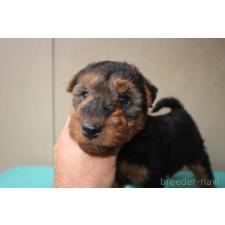 ♀︎ウェルシュテリア