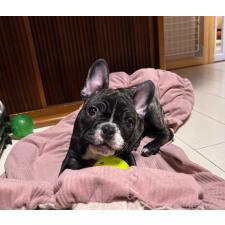 ♀︎フレンチブルドッグ