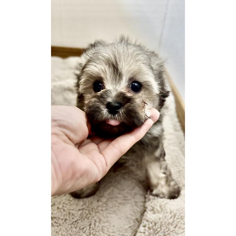 販売中の香川県のマルプー:マルチーズ×トイプードル-454327の3枚目