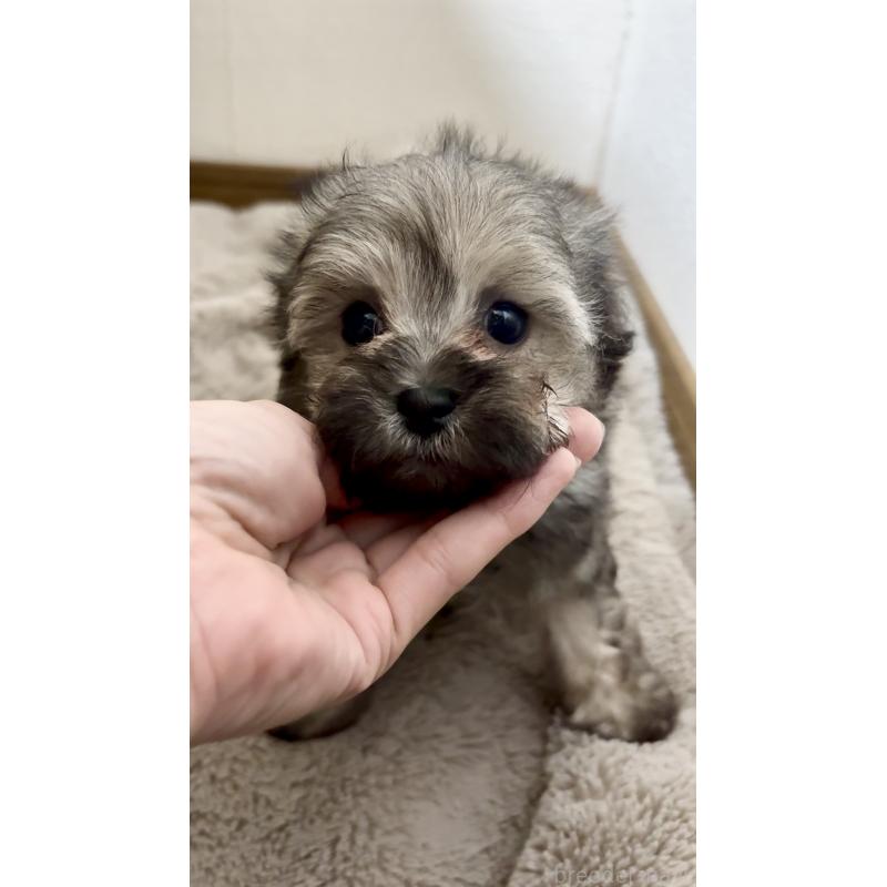 販売中の香川県のマルプー:マルチーズ×トイプードル-454327の2枚目